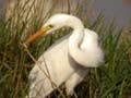 Aigrette intermédiaire Egretta intermedia