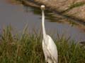 Aigrette intermédiaire Egretta intermedia