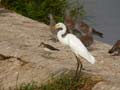 Aigrette intermédiaire Egretta intermedia