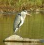 Ardea cinerea