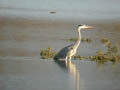 Ardea cinerea