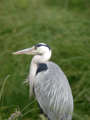 Héron cendré Ardea cinerea