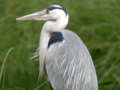 Héron cendré Ardea cinerea