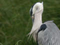 Héron cendré Ardea cinerea