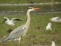 Héron cendré Ardea cinerea