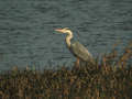 Héron cendré Ardea cinerea