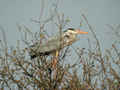 Héron cendré Ardea cinerea