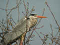 Héron cendré Ardea cinerea