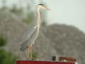 Héron cendré Ardea cinerea