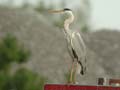 Héron cendré Ardea cinerea