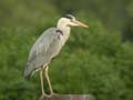 Héron cendré Ardea cinerea