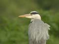 Héron cendré Ardea cinerea