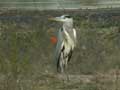 Héron cendré Ardea cinerea