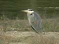 Héron cendré Ardea cinerea