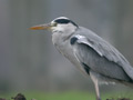 Héron cendré Ardea cinerea