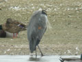 Héron cendré Ardea cinerea