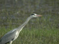 Héron cendré Ardea cinerea