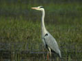 Héron cendré Ardea cinerea