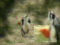 Héron cendré Ardea cinerea