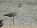 Héron cendré Ardea cinerea