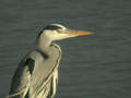 Héron cendré Ardea cinerea