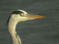 Héron cendré Ardea cinerea