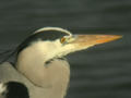 Héron cendré Ardea cinerea