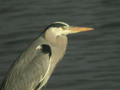 Héron cendré Ardea cinerea