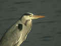 Héron cendré Ardea cinerea