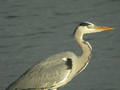 Héron cendré Ardea cinerea