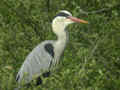 Héron cendré Ardea cinerea