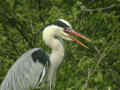 Héron cendré Ardea cinerea