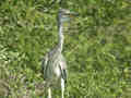 Héron cendré Ardea cinerea