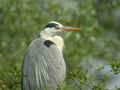 Héron cendré Ardea cinerea