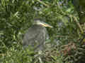 Héron cendré Ardea cinerea