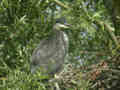 Héron cendré Ardea cinerea
