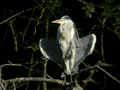 Héron cendré Ardea cinerea