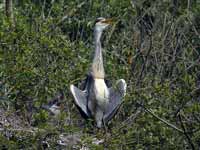 Héron cendré Ardea cinerea