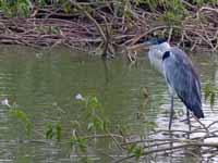 Héron cocoi Ardea cocoi