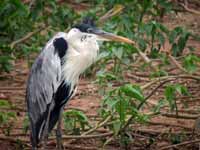 Héron cocoi Ardea cocoi