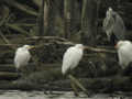 Héron garde-bœufs Bubulcus ibis