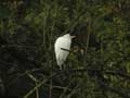 Héron garde-bœufs Bubulcus ibis