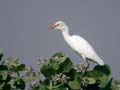 Héron garde-bœufs Bubulcus ibis