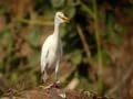 Héron garde-bœufs Bubulcus ibis