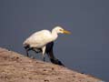 Héron garde-bœufs Bubulcus ibis