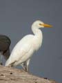 Héron garde-bœufs Bubulcus ibis