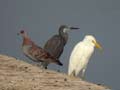 Héron garde-bœufs Bubulcus ibis