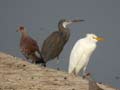 Héron garde-bœufs Bubulcus ibis