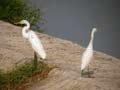 Héron garde-bœufs Bubulcus ibis