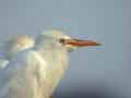 Héron garde-bœufs Bubulcus ibis